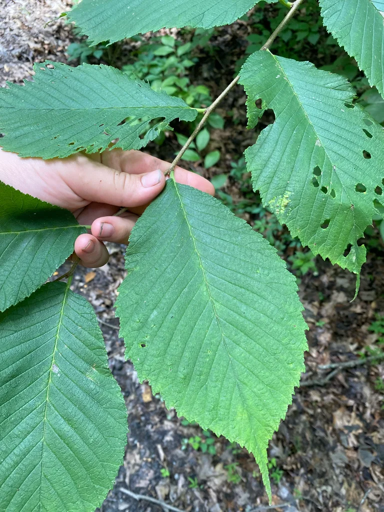 Ulmus Rubra