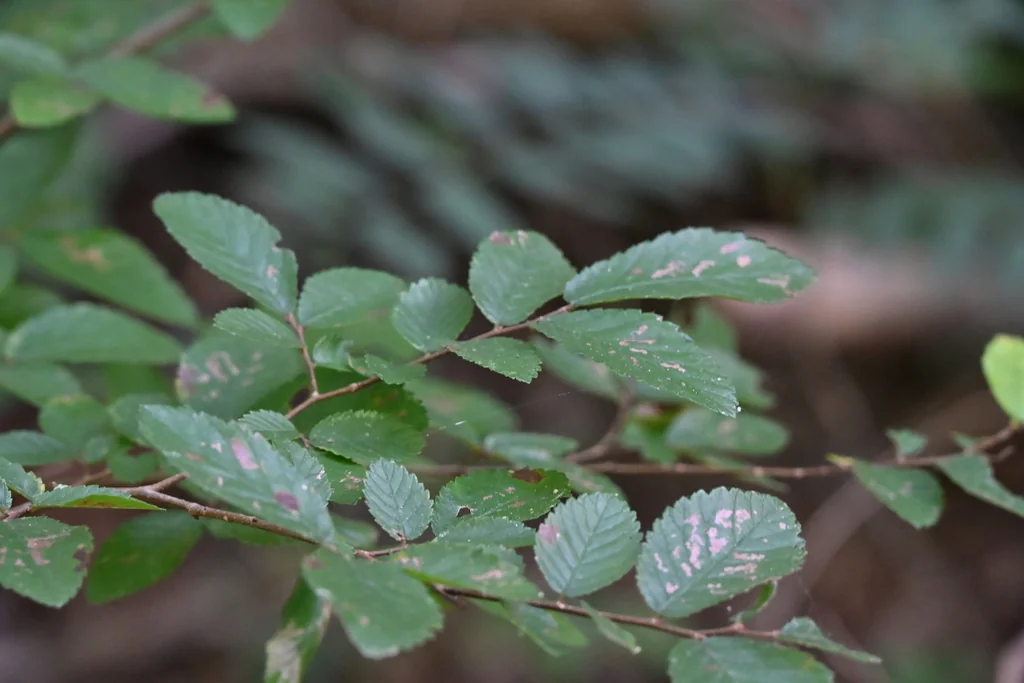 Ulmus Crassifolia