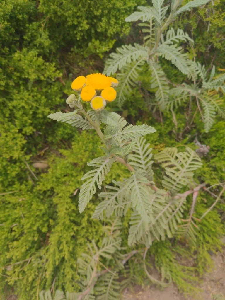 Tanacetum Camphoratum