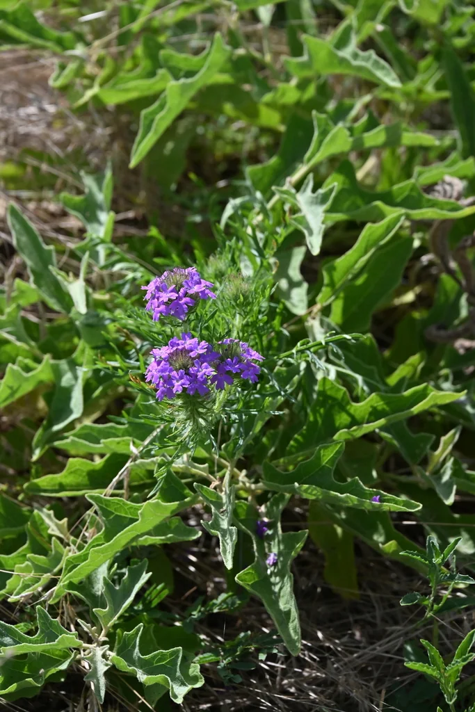 Glandularia Bipinnatifida