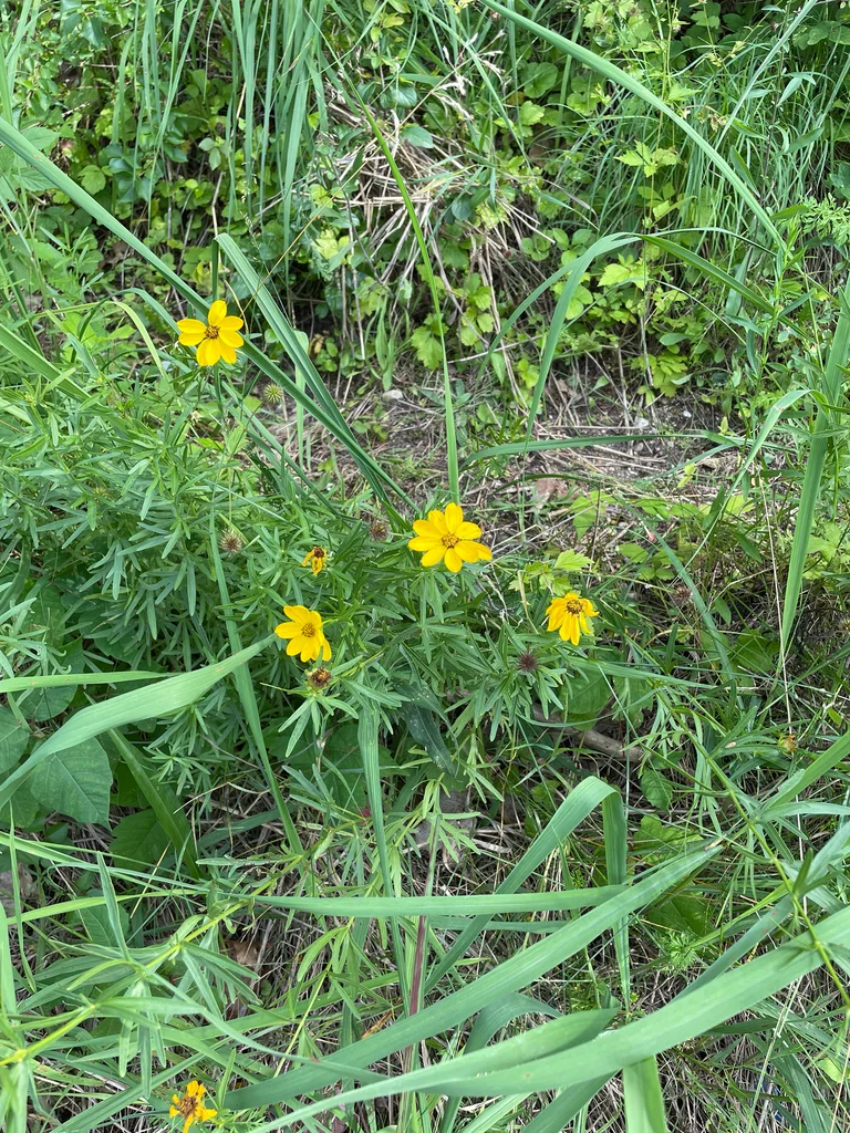 Coreopsis Palmata