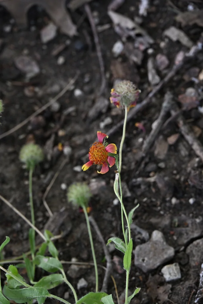 Gaillardia Pulchella
