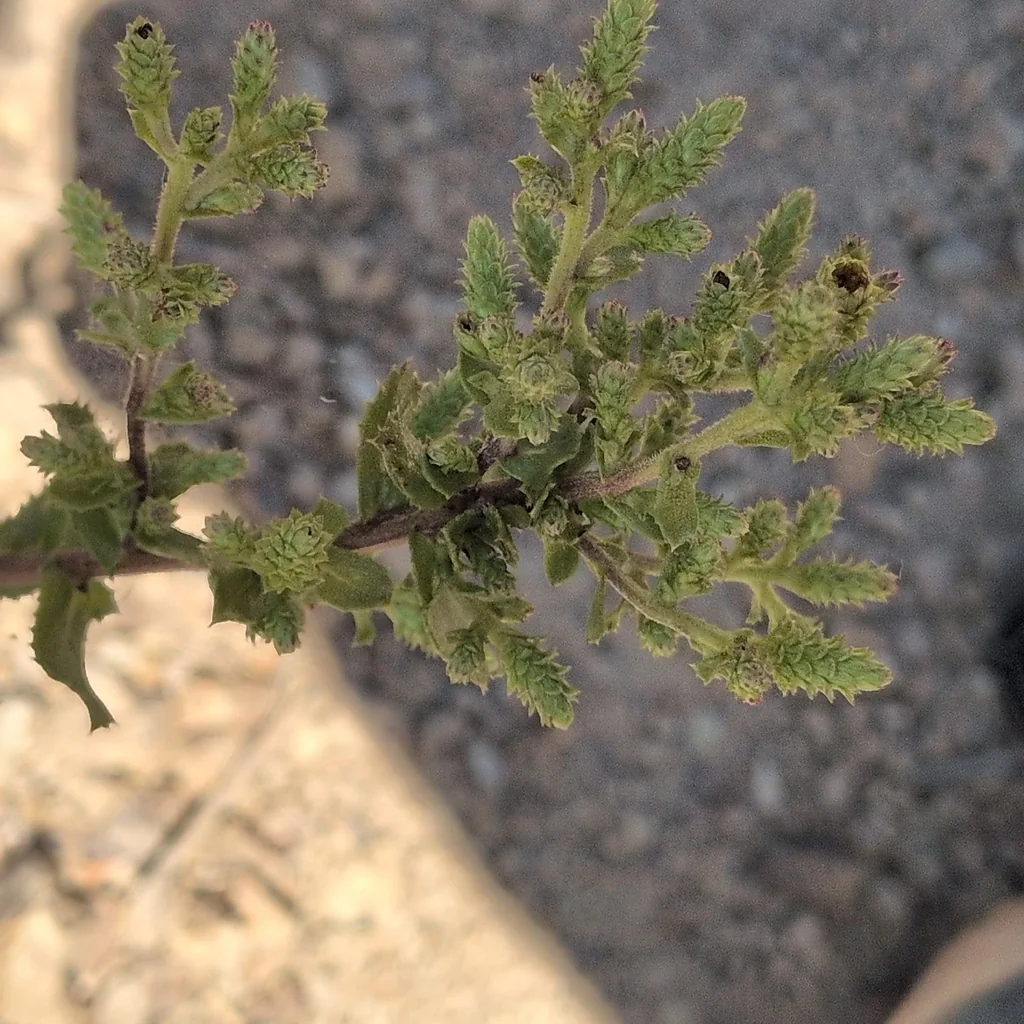 Hazardia squarrosa