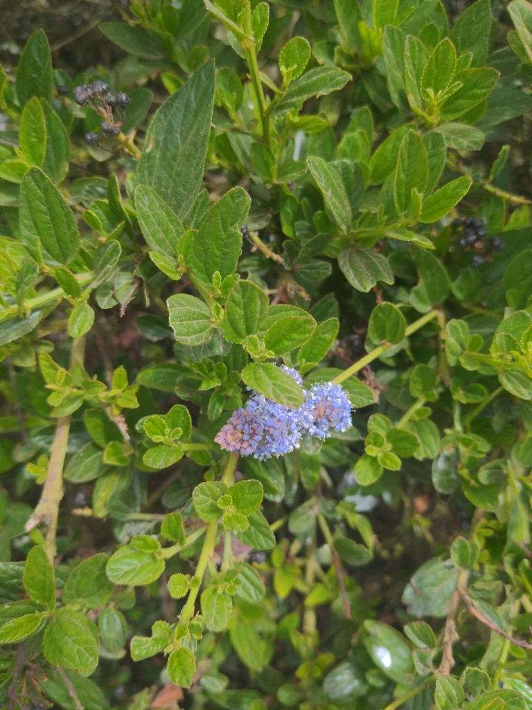 Ceanothus Thyrsiflorus