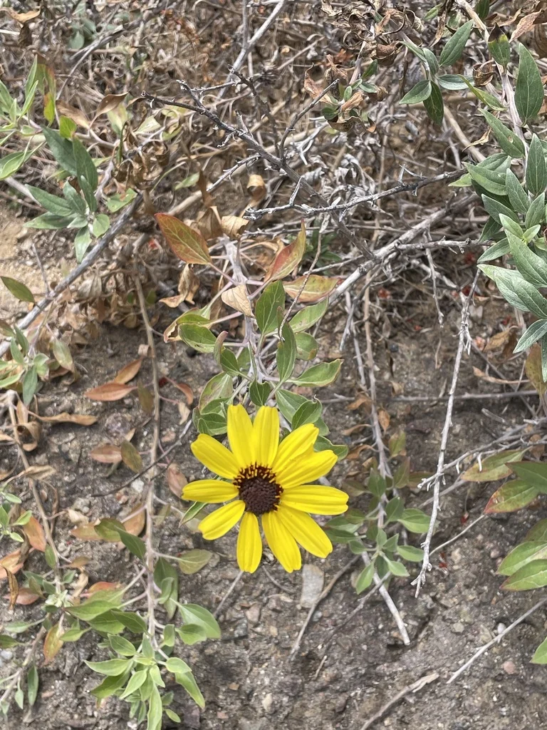 Encelia californica