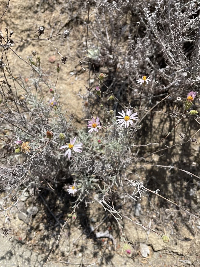 Lessingia Filaginifolia