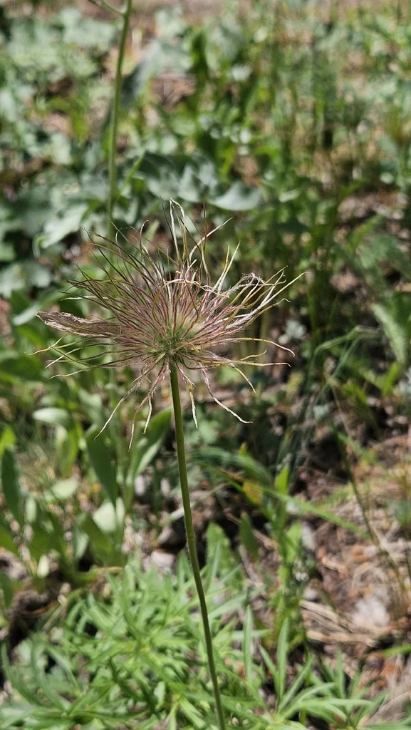 Geum Triflorum