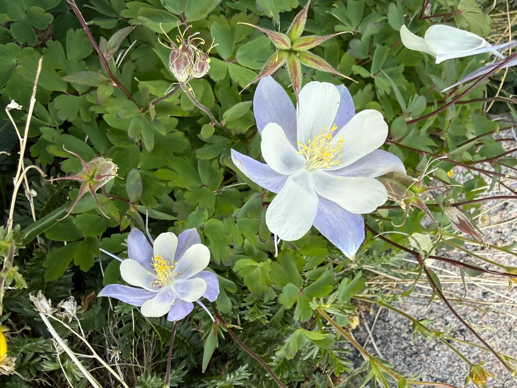 Aquilegia Caerulea