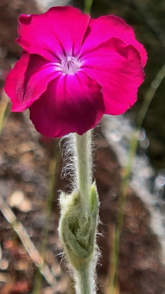 Lychnis Coronaria