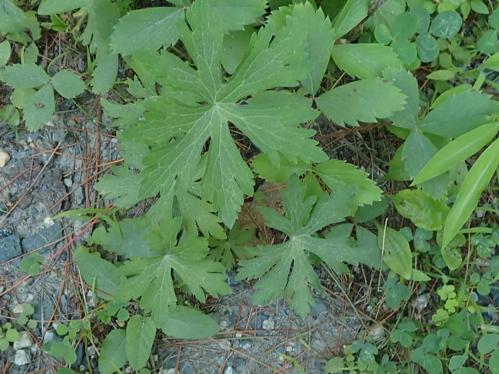 Geranium Maculatum