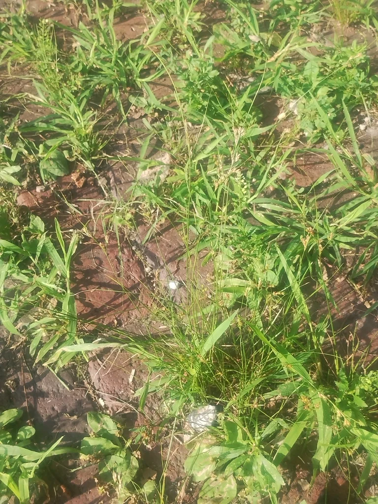 Juncus Tenuis