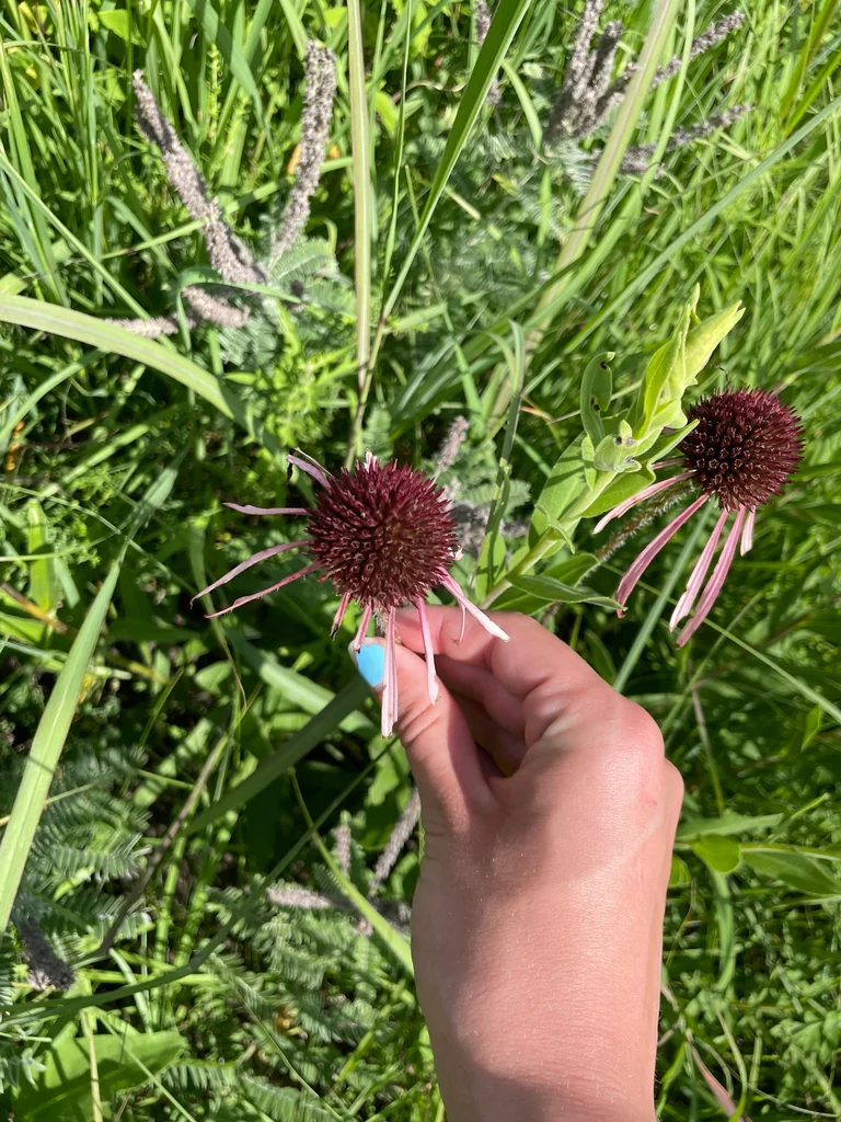 Echinacea Pallida