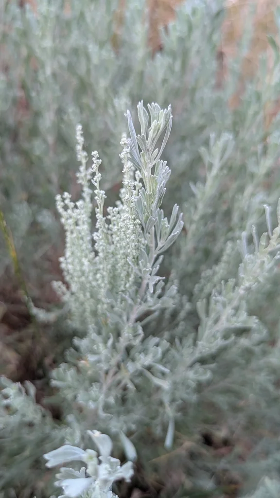 Artemisia Tridentata