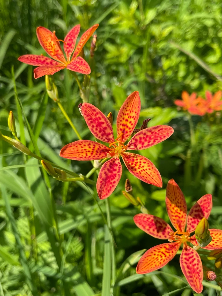 Iris Domestica