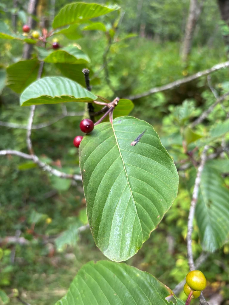 Frangula Purshiana