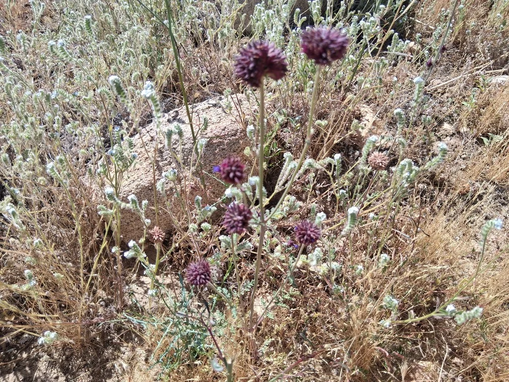 Salvia Columbariae