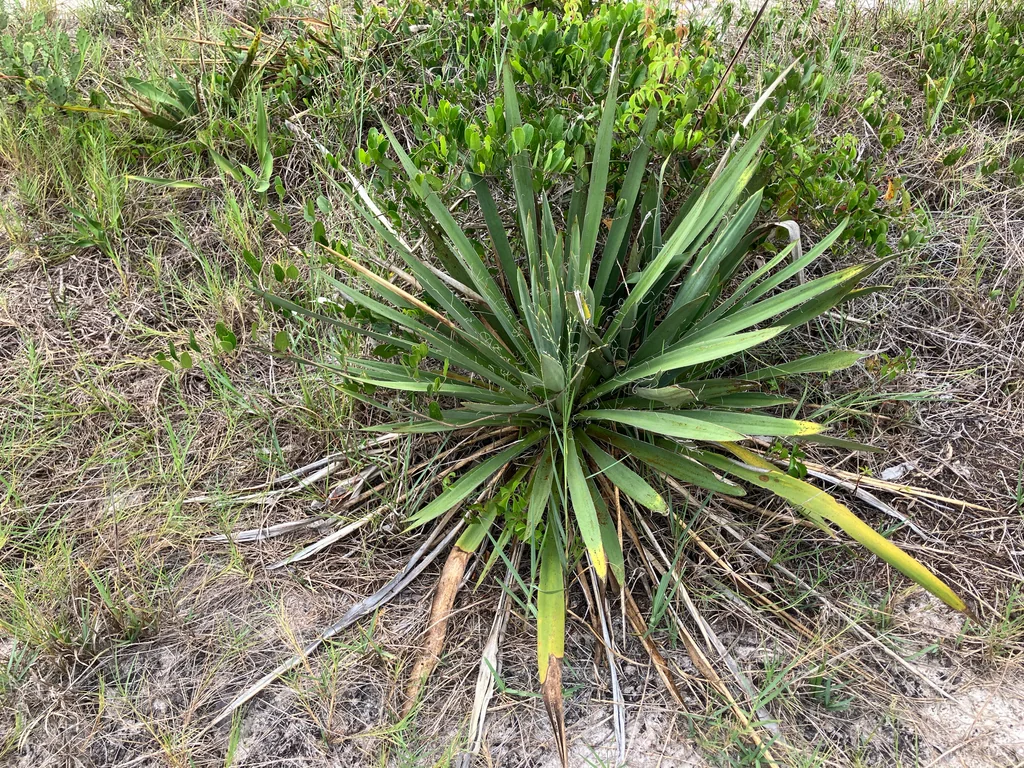 Yucca Filamentosa