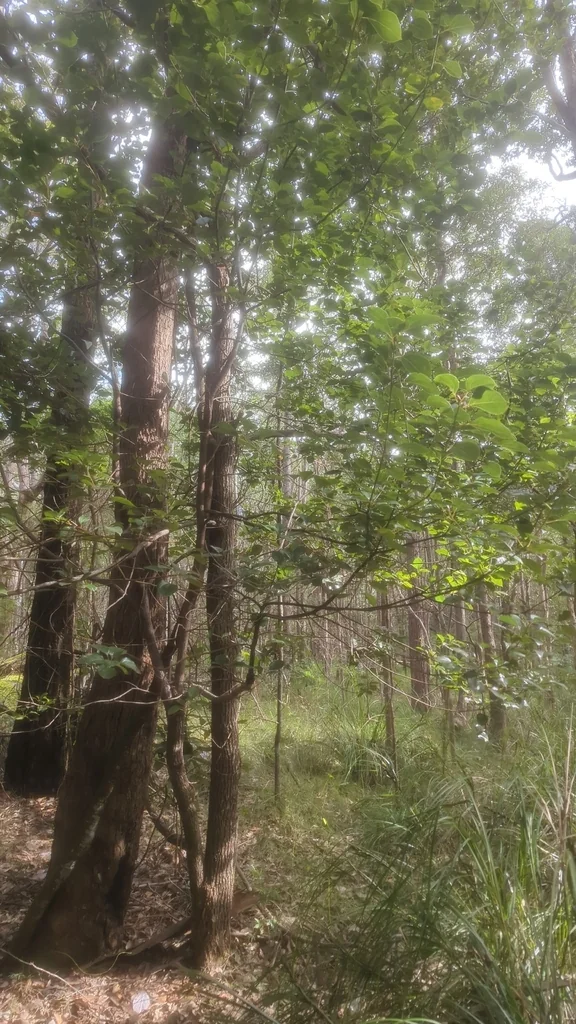 Cinnamomum Camphora