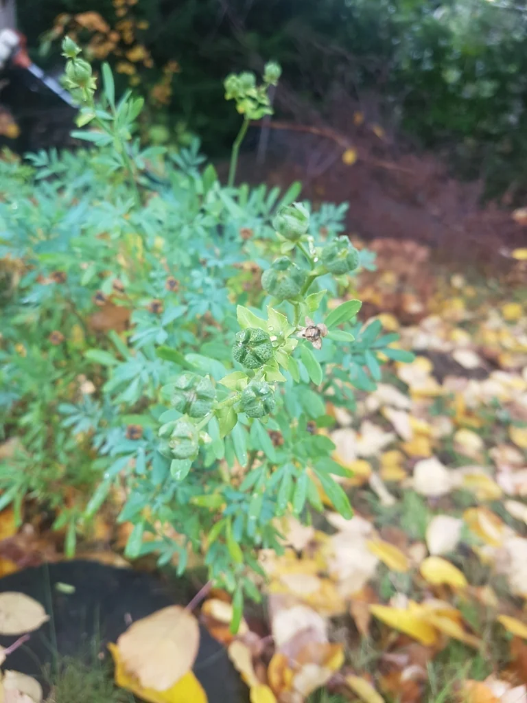 Ruta Graveolens