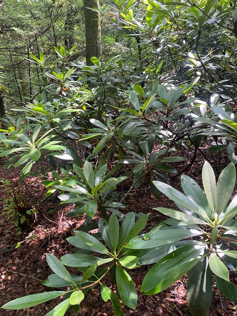Rhododendron Maximum