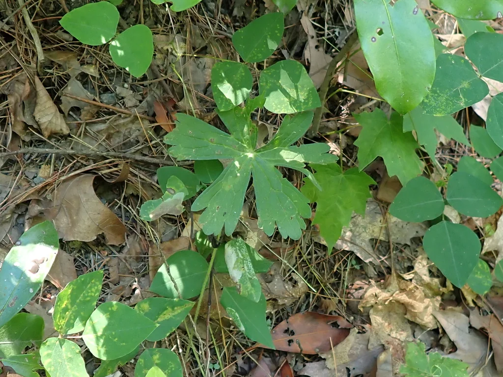 Geranium Maculatum
