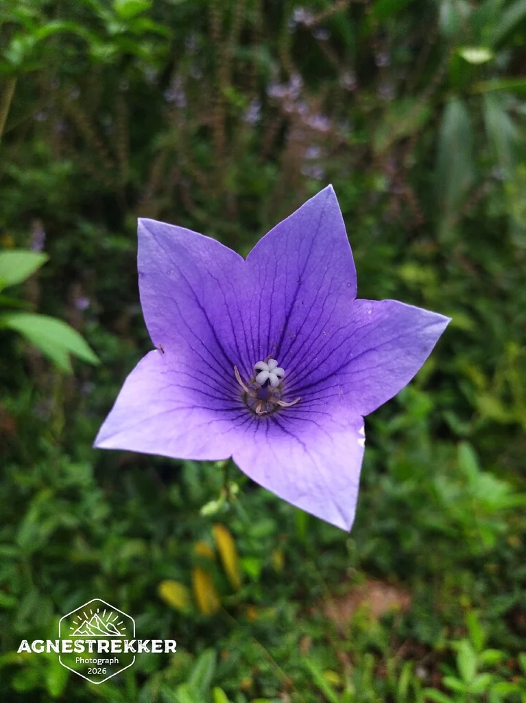 Platycodon Grandiflorus