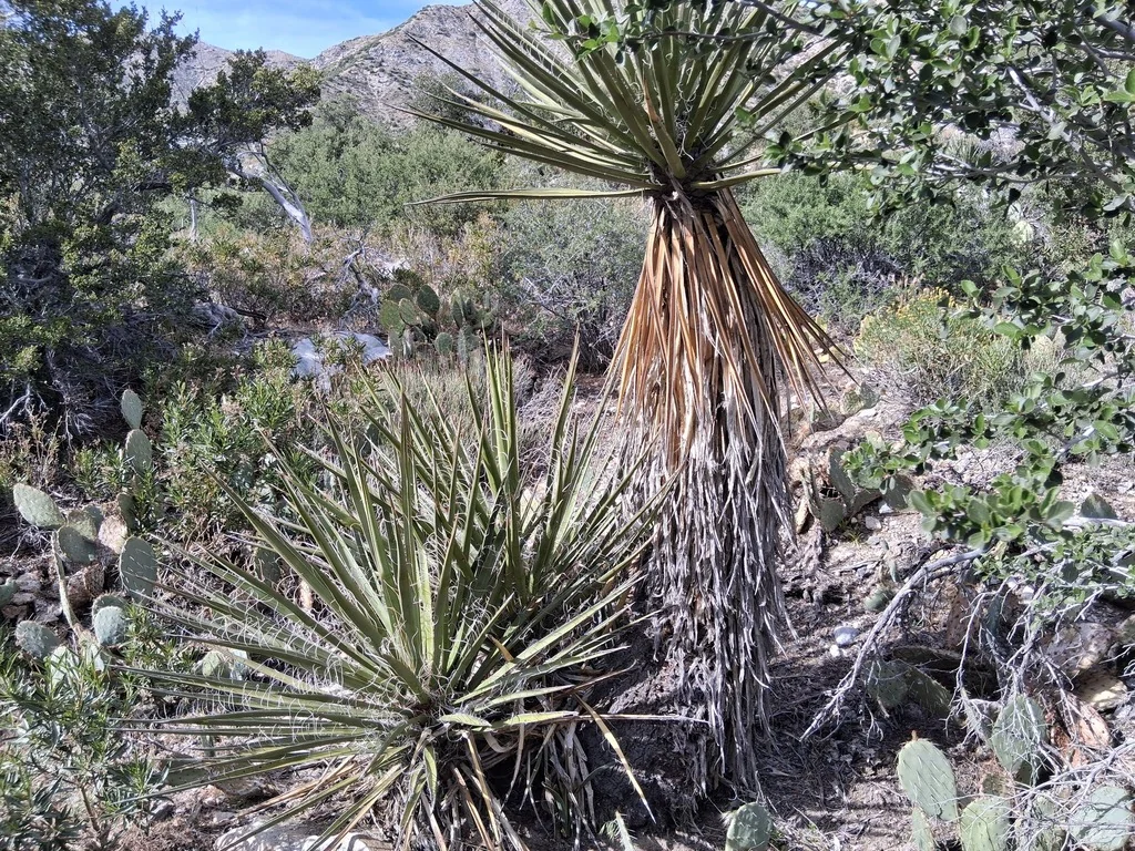 Yucca Schidigera
