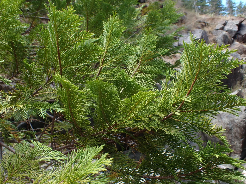 Chamaecyparis lawsoniana