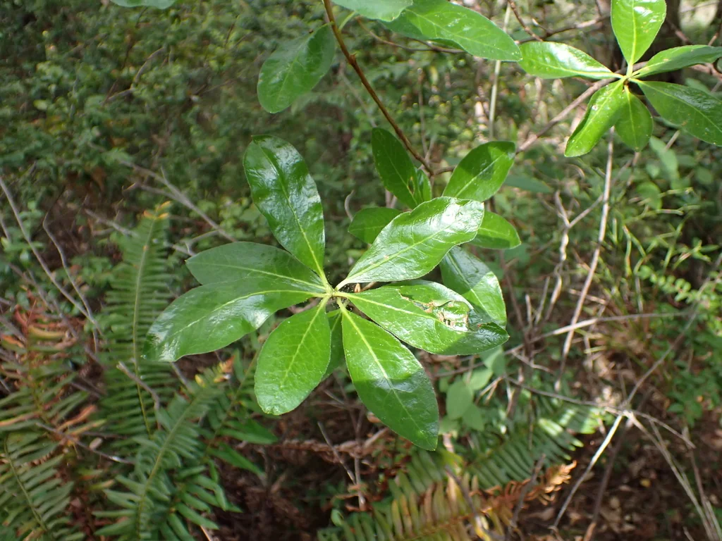 Rhododendron Occidentale