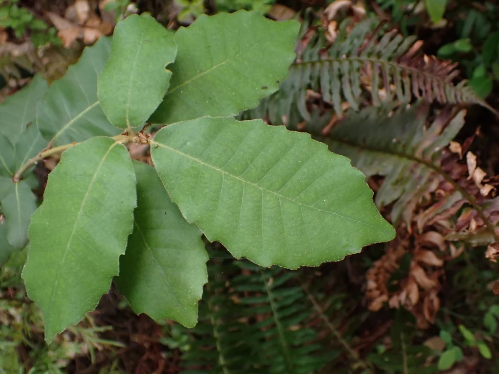 Notholithocarpus Densiflorus