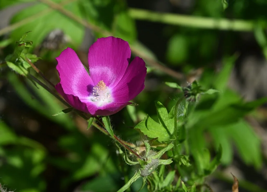 Callirhoe Involucrata