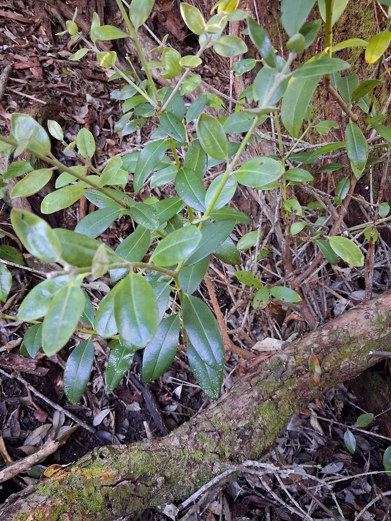 Metrosideros Excelsa