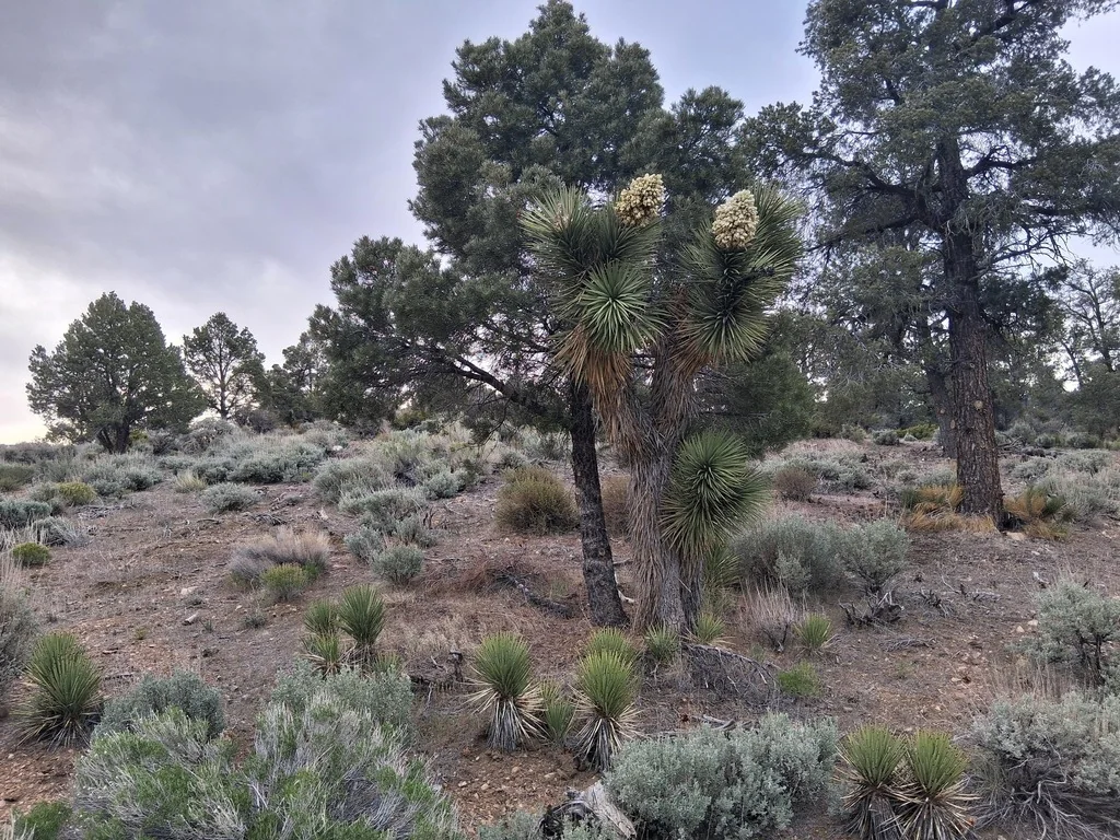 Yucca Brevifolia