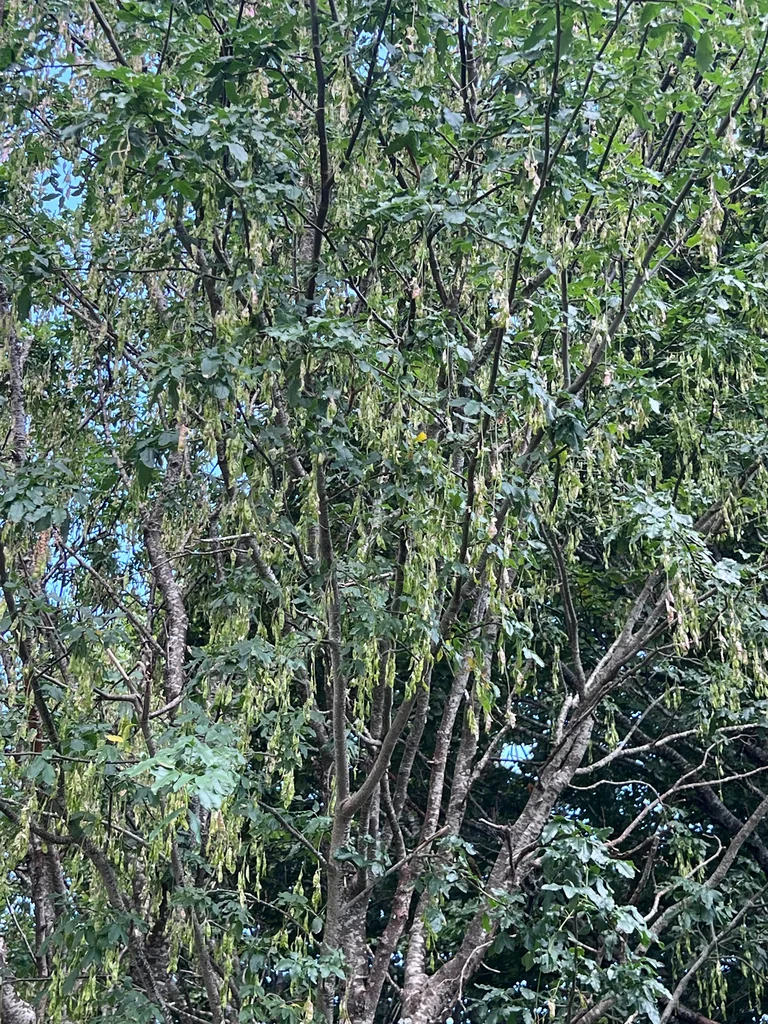 Laburnum Alpinum