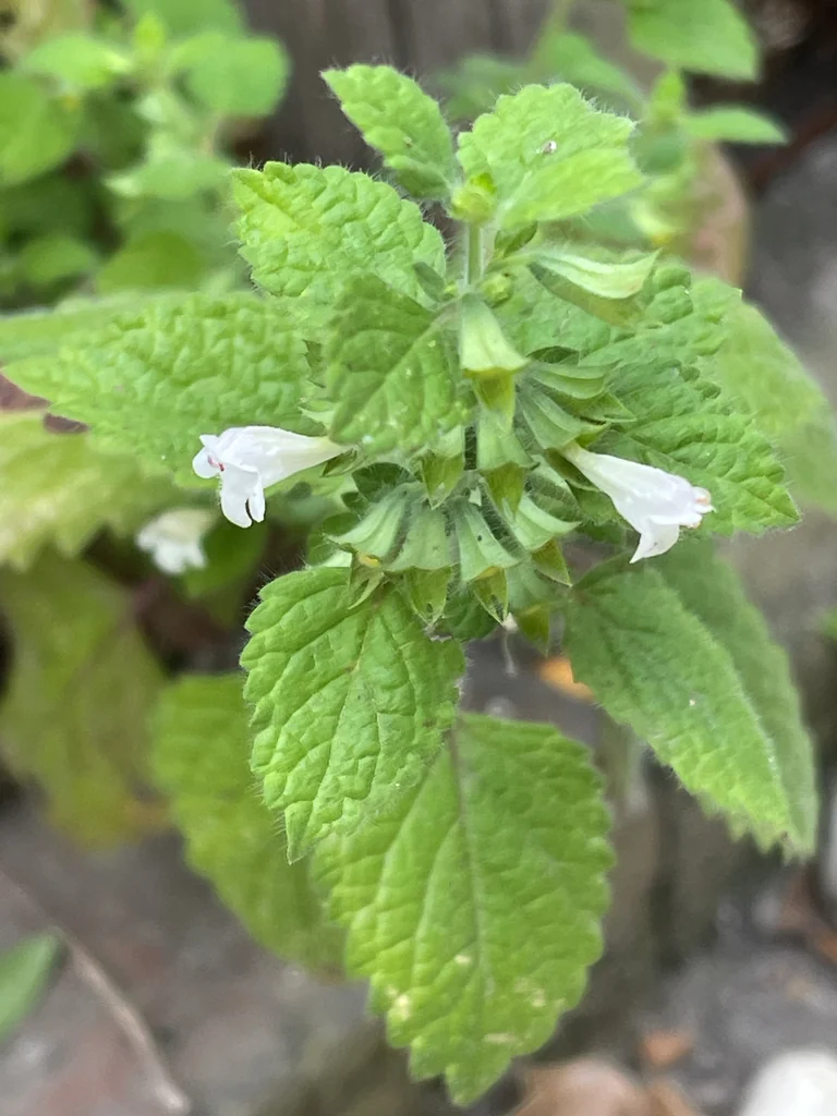 Melissa Officinalis
