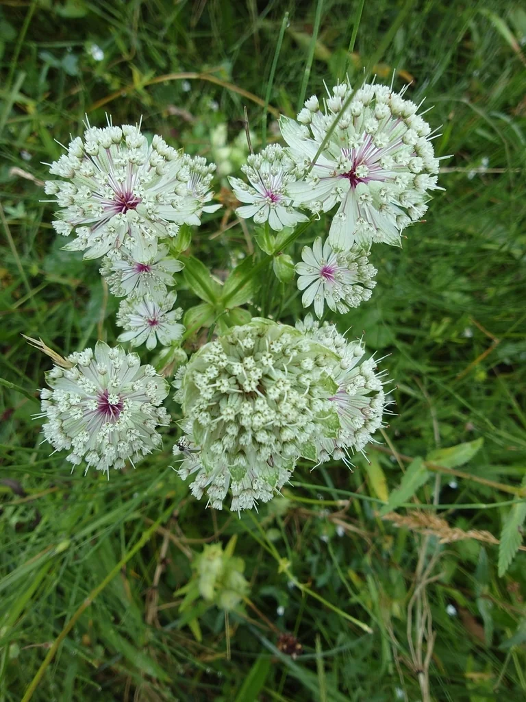 Astrantia Major