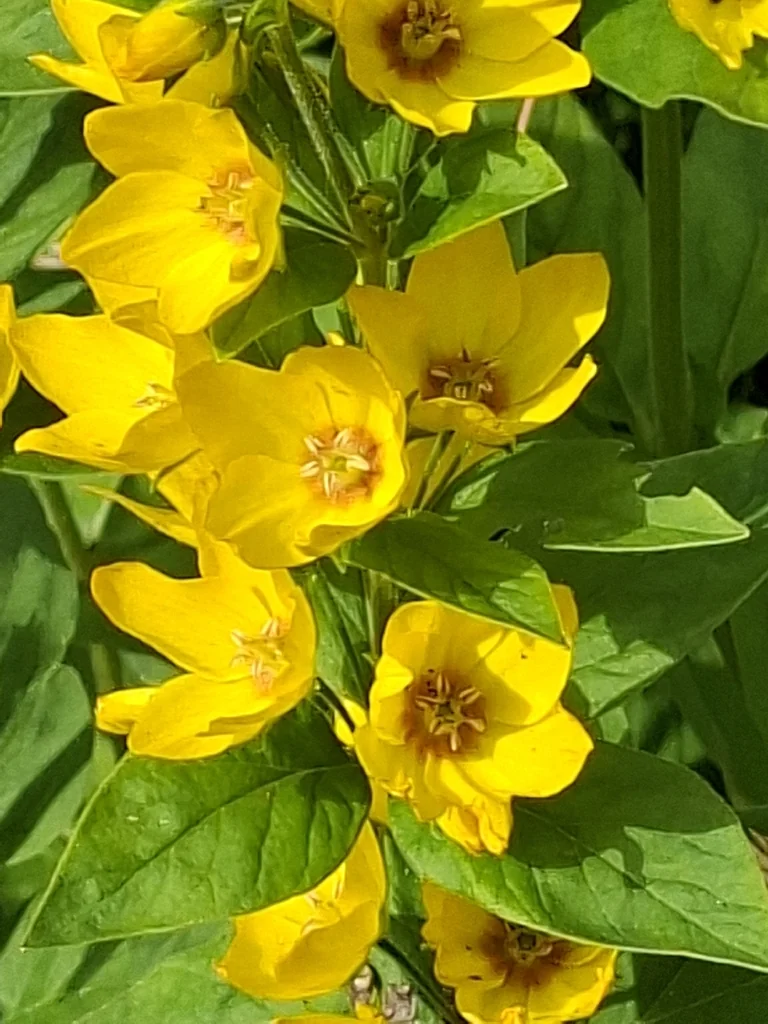 Lysimachia Punctata