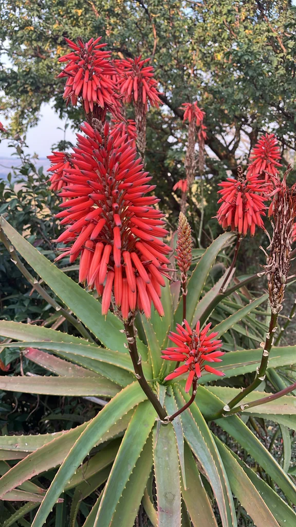 Aloe Arborescens