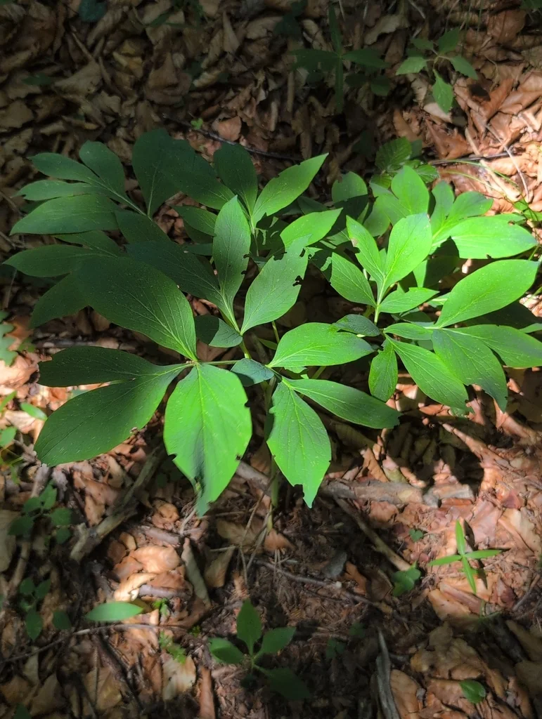 Paeonia Officinalis