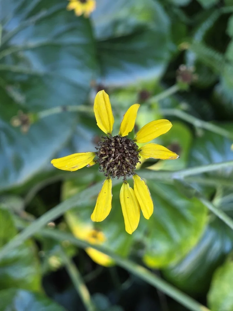 Farfugium Japonicum