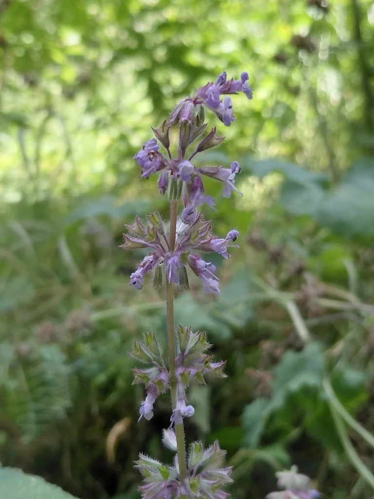 Salvia Verticillata