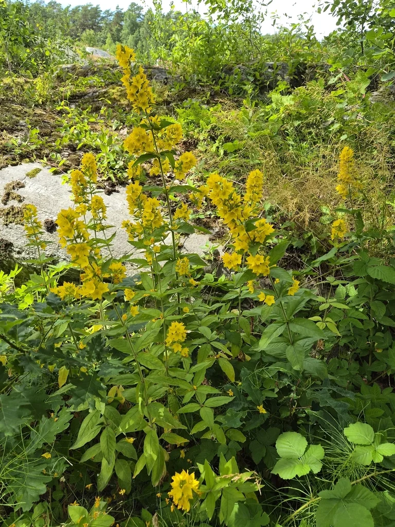 Lysimachia Punctata