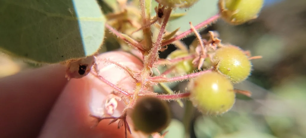 Arctostaphylos Pringlei