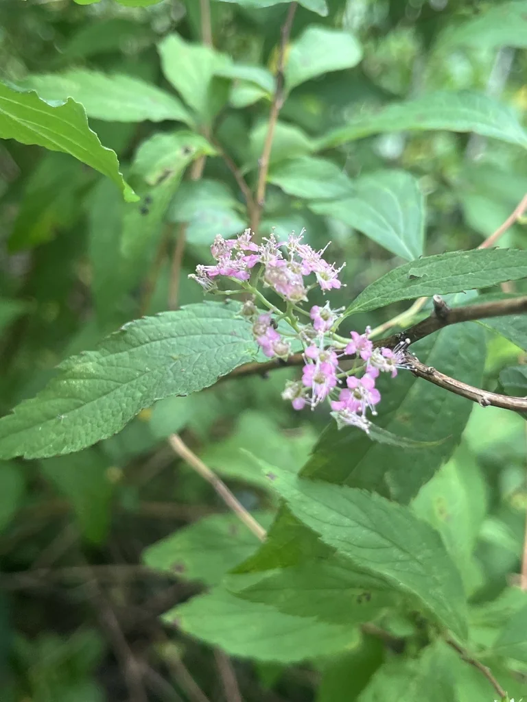 Spiraea japonica