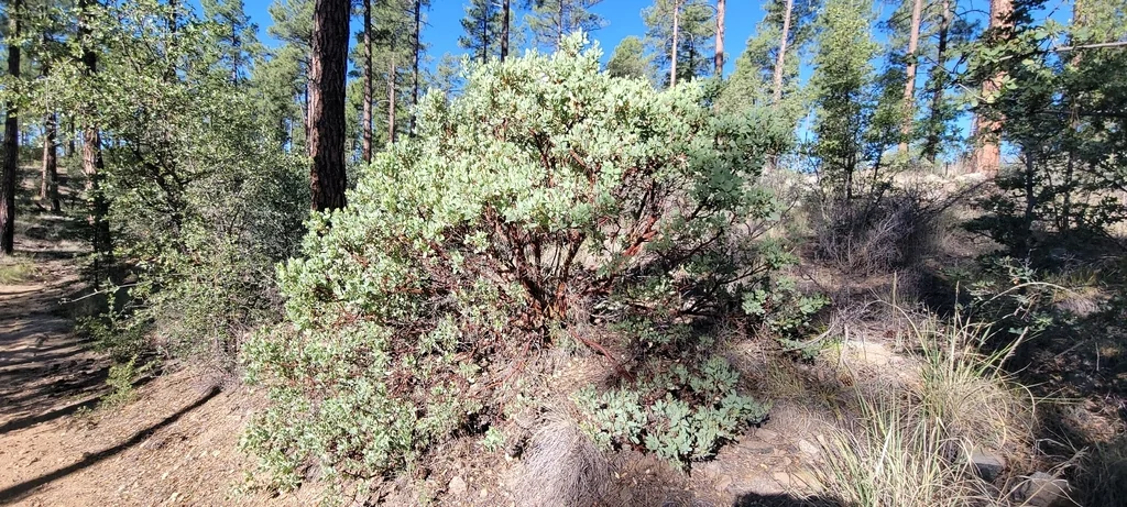 Arctostaphylos Pringlei