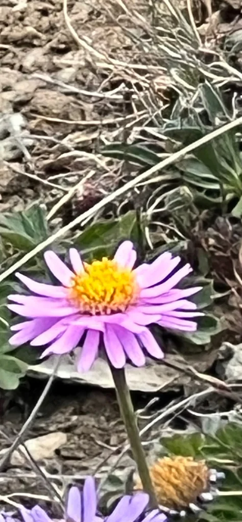 Aster alpinus