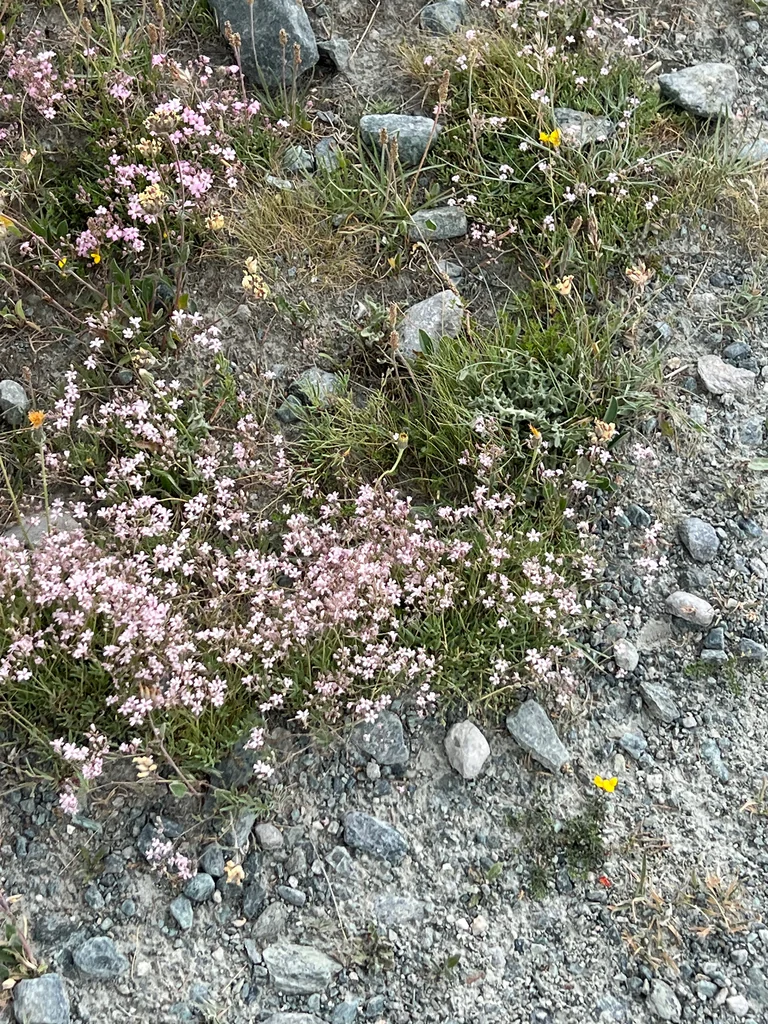 Gypsophila Repens