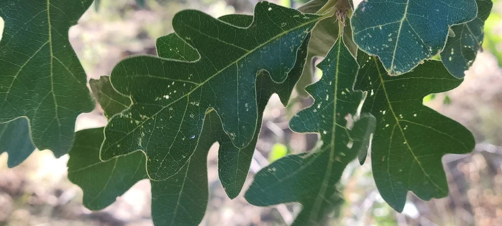 Quercus Gambelii