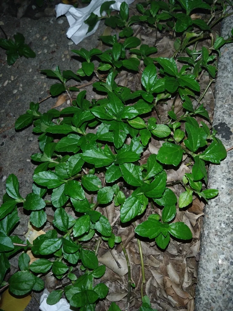 Wedelia Trilobata