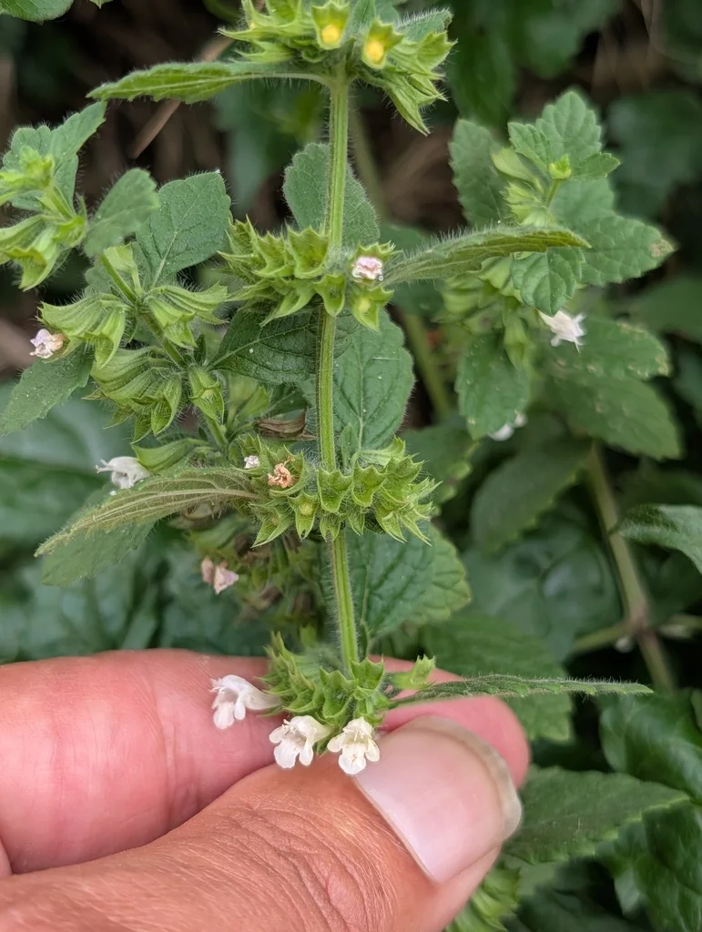 Melissa Officinalis